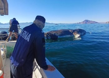 MARINA en coordinación con PROFEPA y PC de Guaymas, realizaron maniobra de puesta a flote de ballena varada en Playa Miramar