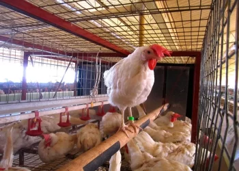 Confirma Sader caso de influenza aviar AH7N3 en granja de Nuevo León