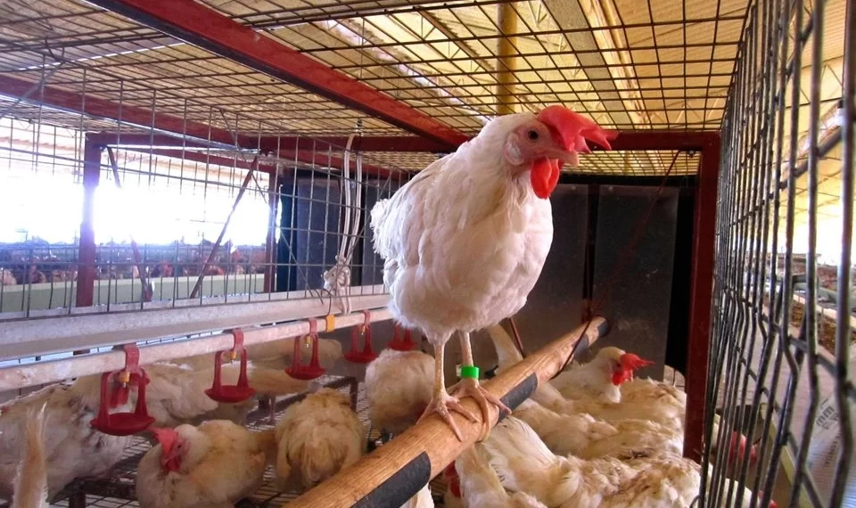 Confirma Sader caso de influenza aviar AH7N3 en granja de Nuevo León