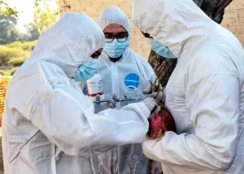 Muere niña por influenza aviar, primer caso en México