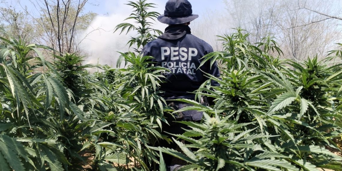 Detecta y destruye Gobierno de Sonora más de 22 toneladas de marihuana: Seguridad Pública