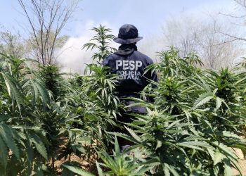 Detecta y destruye Gobierno de Sonora más de 22 toneladas de marihuana: Seguridad Pública