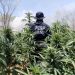 Detecta y destruye Gobierno de Sonora más de 22 toneladas de marihuana: Seguridad Pública