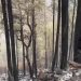 Se alcanza el 70 por ciento de control en incendio forestal en Nácori Chico
