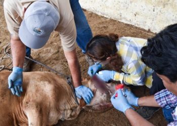 Reportan mil 500 casos de gusano barrenador