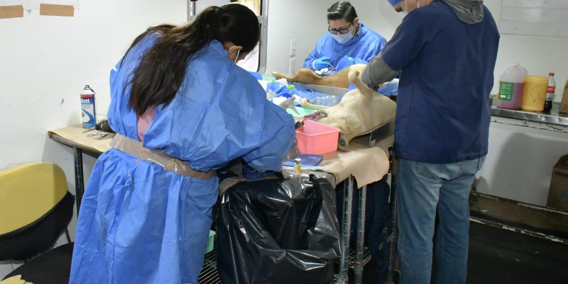 Invita Ayuntamiento de Hermosillo a aprovechar las jornadas de esterilización y desparasitación a perros y gatos