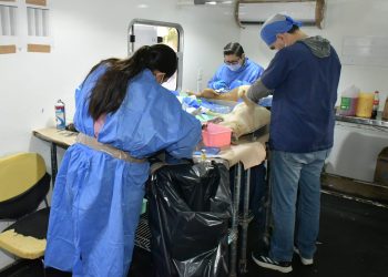 Invita Ayuntamiento de Hermosillo a aprovechar las jornadas de esterilización y desparasitación a perros y gatos