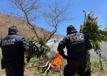 Destruye Gobierno de Sonora más de 72 toneladas de marihuana en Álamos
