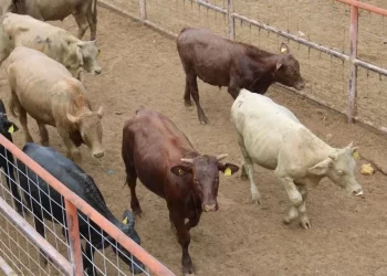 Detecta Salud 6 casos de miasis humana por gusano barrenador