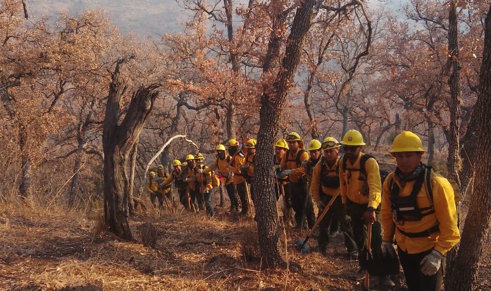 Gobierno de Sonora reporta 50 por ciento de control en incendio forestal en Yécora