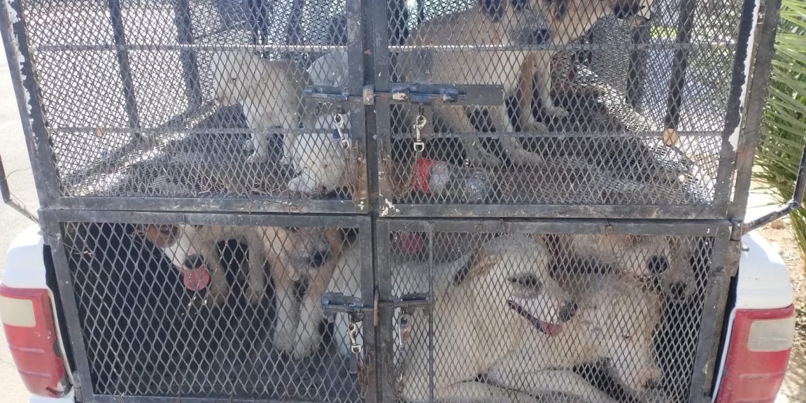 Rescatan a 25 canes en cateo por maltrato animal en San Luis Río Colorado