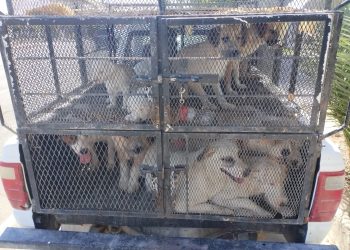 Rescatan a 25 canes en cateo por maltrato animal en San Luis Río Colorado