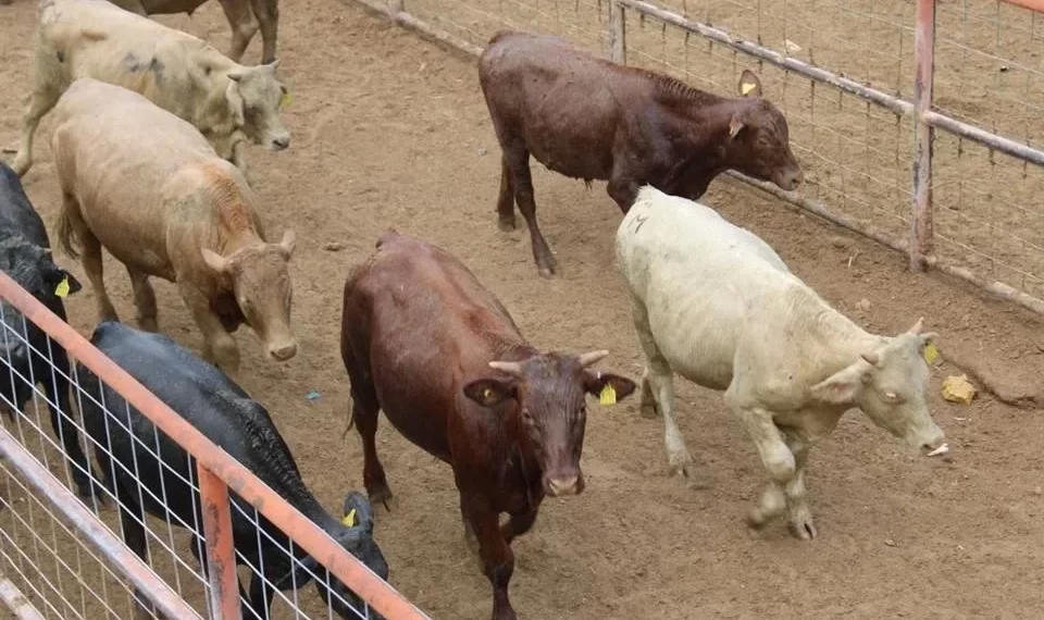 A México se le respeta, dice Claudia Sheinbaum tras medida por barrenador
