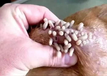 Detectan caso de gusano barrenador en un perro