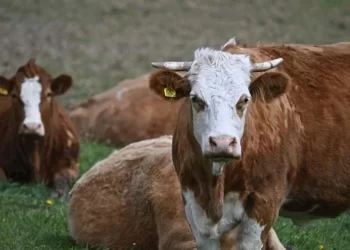 Invertirá EU 21 mdd para combatir gusano barrenador