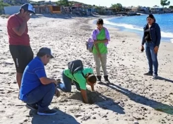 Se buscan voluntarios para la protección de tortugas marinas en playas de Guaymas