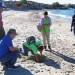 Se buscan voluntarios para la protección de tortugas marinas en playas de Guaymas