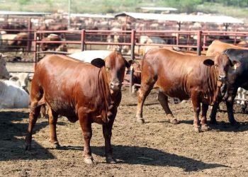 Importa México 8 mil reses australianas