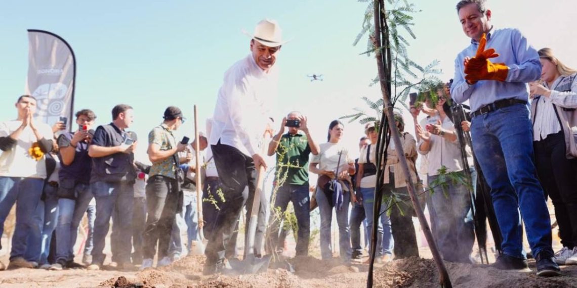 Gobernador Durazo proyecta legado ambiental con plantación de más de 4 mil árboles en La Sauceda