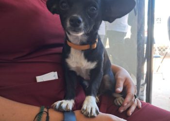 Beneficia Gobierno de Sonora la salud animal con jornada de esterilización en Empalme