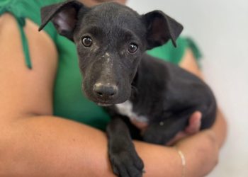 Beneficia Gobierno de Sonora salud animal con jornadas de esterilización en Cajeme