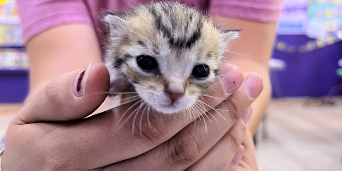 Beneficia Gobierno de Sonora salud animal con jornada de bienestar “Sonora Atiende”