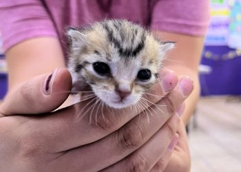 Beneficia Gobierno de Sonora salud animal con jornada de bienestar “Sonora Atiende”