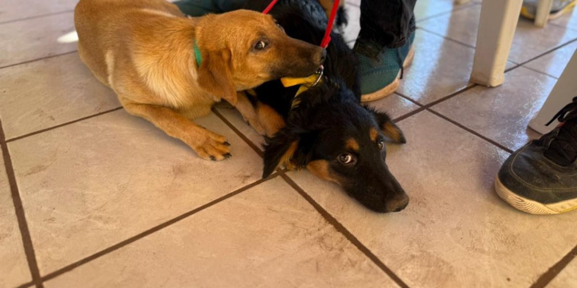 Beneficia Gobierno de Sonora salud animal con jornada de esterilización en Ures