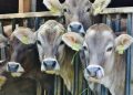 Cerrar fronteras no detiene el avance del gusano barrenador: Consejo Nacional Agropecuario