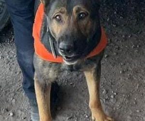 Operativo del Gobierno de Sonora asegura narcótico en Hermosillo