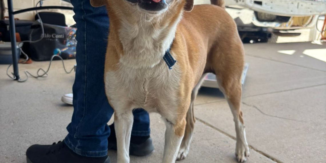 Gobierno de Sonora ofrece servicios en beneficio de animales de compañía en colonia de Hermosillo