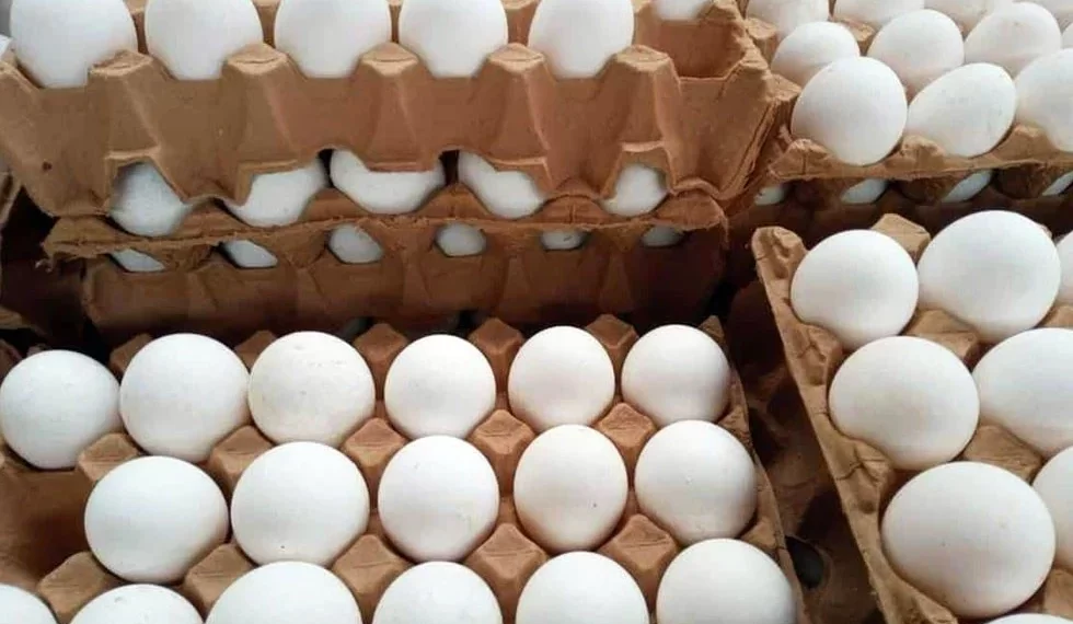 Descartan escasez de huevo por gripe aviar