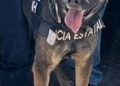 Unidad K-9 del Gobierno de Sonora asegura narcótico en Hermosillo