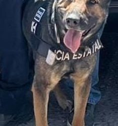 Unidad K-9 del Gobierno de Sonora asegura narcótico en Hermosillo