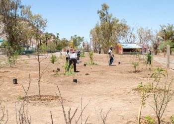 Gobierno de Sonora reforesta Bosque Urbano La Sauceda con apoyo ciudadano