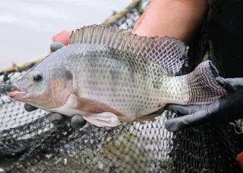 Impulsará AGRICULTURA acciones para la autosuficiencia de tilapia en México