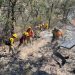 Gobierno de Sonora combate incendio forestal en Agua Prieta