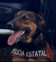 Colabora unidad K-9 en acciones contra el narcomenudeo que realiza el Gobierno de Sonora en Hermosillo