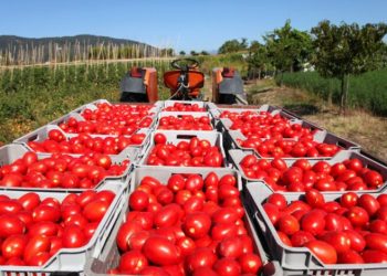 Causarán aranceles a jitomate pérdidas de 8 mmdd anuales