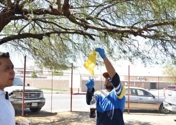Gobierno de Sonora y Senasica inician monitoreo de trampas para confirmar ausencia de mosca del gusano barrenador