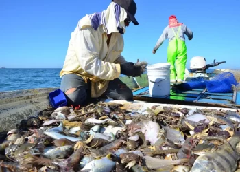 Inicio 10 julio temporada de captura de jaiba: AGRICULTURA