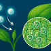 Tecnológico de Monterrey impulsa la agricultura sostenible con nanobiotecnología