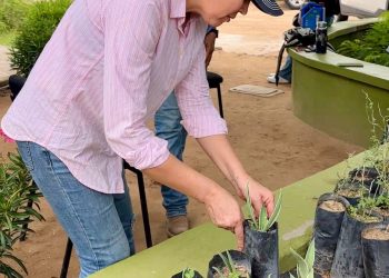 Gobierno de Sonora impulsa reforestación urbana con donación gratuita de plantas