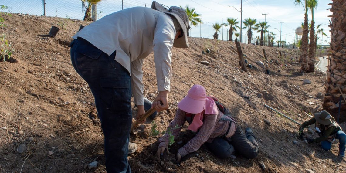Gobierno de Sonora promueve reforestación, talleres y expresiones artísticas en el Bosque Urbano La Sauceda
