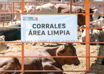 Gobierno de Sonora logra reapertura del cruce ganadero en Agua Prieta tras reconocimiento de estatus sanitario