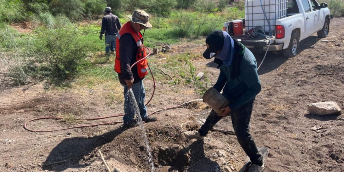 Inicia Gobierno de Sonora trabajos de reforestación en el polígono “La Oreja” del Bosque Urbano La Sauceda