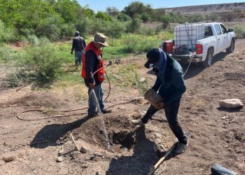 Inicia Gobierno de Sonora trabajos de reforestación en el polígono “La Oreja” del Bosque Urbano La Sauceda