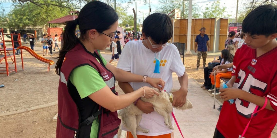 Gobierno de Sonora intensifica acciones territoriales contra la rickettsiosis