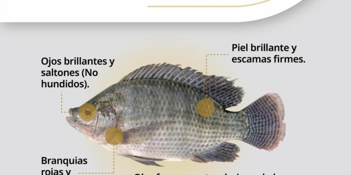 Invita Gobierno de Sonora a consumir mariscos de forma segura durante la temporada de calor