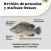 Invita Gobierno de Sonora a consumir mariscos de forma segura durante la temporada de calor